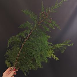 Ветка Туи 30-60см (поштучно)