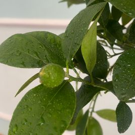 Лимонное дерево в горшке (Citrus × limon) 120см