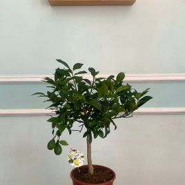 Лимонное дерево в горшке (Citrus × limon) 120см