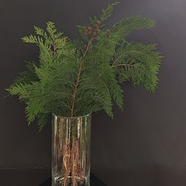 Ветка Туи 30-60см (поштучно)