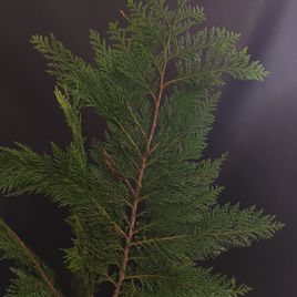 Ветка Туи 30-60см (поштучно)