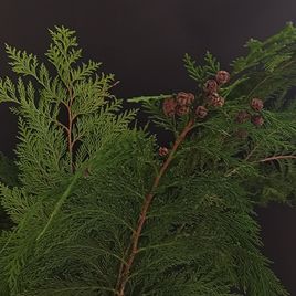 Ветка Туи 30-60см (поштучно)