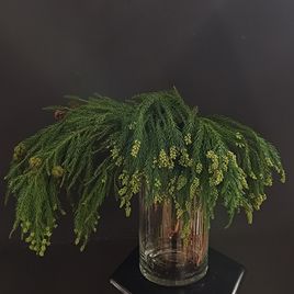 Ветка Мережки 40-60см (поштучно)