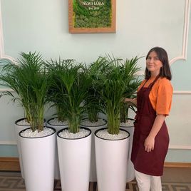 Пальма Хризалидокарпус Лутесценс (Chrysalidocarpus lutescens) 80см