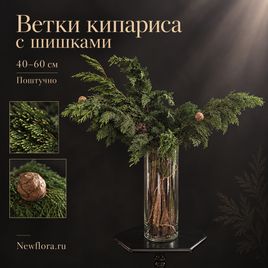 Ветки кипариса с шишками 40-60 см (поштучно)