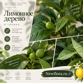Лимонное дерево в горшке (Citrus × limon) 120 см