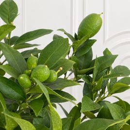 Лимонное дерево в горшке (Citrus × limon) 120 см