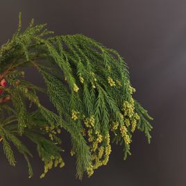 Ветка Мережки 40-60см (поштучно)