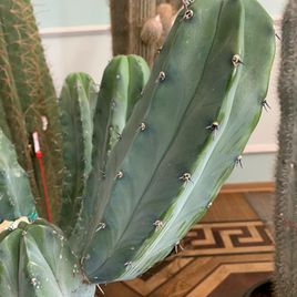 Кактус Миртиллокактус Геометризанс (Myrtillocactus geometrizans) 120см * Этот кактус растет в парке «Абрау-Дюрсо»