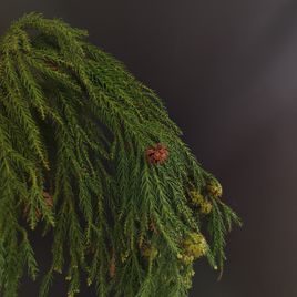 Ветка Мережки 40-60см (поштучно)