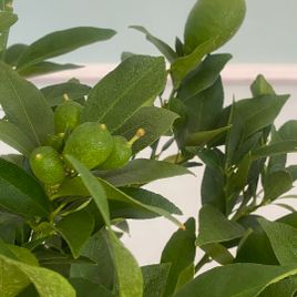 Лимонное дерево в горшке (Citrus × limon) 120см