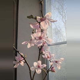 Магнолия срезанная ветка 100-130см (поштучно)