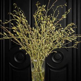 Магнолия срезанная ветка 100-130см (поштучно)