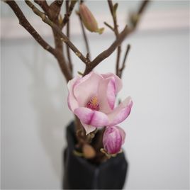 Магнолия срезанная ветка 40-60см (поштучно)