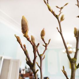 Магнолия срезанная ветка 40-60см (поштучно)