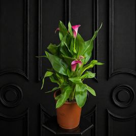 Калла в горшке (Zantedeschia hybrida) 40см фиолетовая