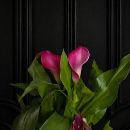 Калла в горшке (Zantedeschia hybrida) 40см фиолетовая