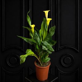 Калла в горшке (Zantedeschia hybrida) 40см желтая