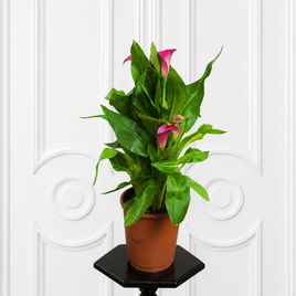 Калла фиолетовая в горшке (Zantedeschia hybrida) 40 см