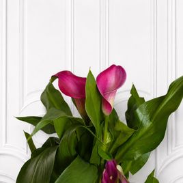 Калла фиолетовая в горшке (Zantedeschia hybrida) 40 см