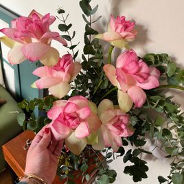 Лотос Нимфея XXL (поштучно)