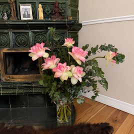 Лотос Нимфея XXL (поштучно)