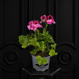 Королевская герань