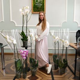 Орхидея фаленопсис в горшке белая (2 ствола) 100см