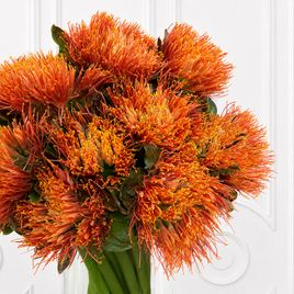 Скадоксус «Scadoxus multiflorus» (поштучно)