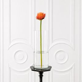 Скадоксус «Scadoxus multiflorus» (поштучно)