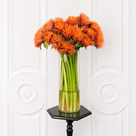 Скадоксус «Scadoxus multiflorus» (поштучно)