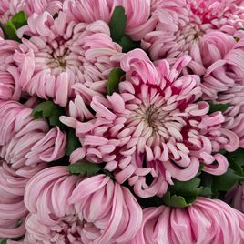 Букет 11 хризантем «Vienna Pink»