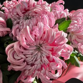 Букет 39 хризантем «Vienna Pink»
