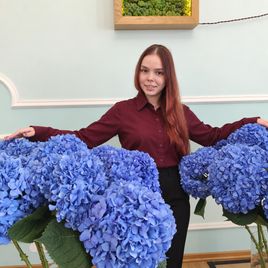 Гортензия синяя высотой 120 см (поштучно)