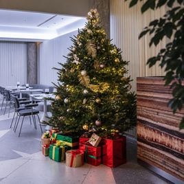 Пихта Фразера живая 280-300 см (для SO/ St. Petersburg)