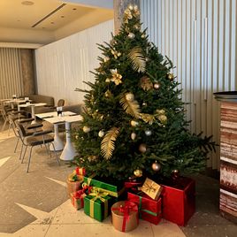 Пихта Фразера живая 280-300 см (для SO/ St. Petersburg)