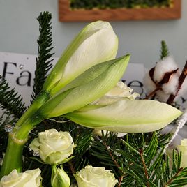 Зимний букет с белыми анемонами, амариллисами и лапником пихты нобилис