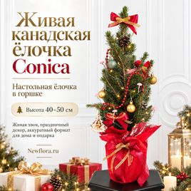 Живая настольная ёлочка в горшке с красными бусами (40–50 см)