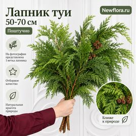 Лапник туи 50–70 см (поштучно)