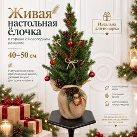 Живая настольная ёлочка в горшке с шишками (40–50 см)