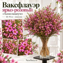 Ваксфлауэр ярко-розовый «Хамелациум» 60-70 см (поштучно)