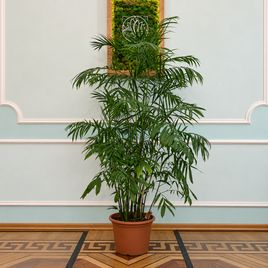 Пальма Хамедорея «Elegance» (высота 200-220 см)