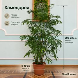 Пальма Хамедорея «Elegance» (высота 200-220 см)