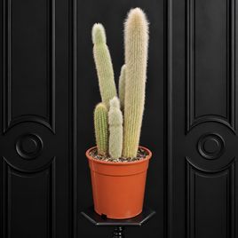 Клейстокактус Штрауса «Cleistocactus strausii» (высота 90-100 см)