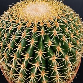 Эхинокактус Грузони «Brevispinus» (D23 см, H25 см)