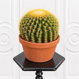 Эхинокактус Грузони «Brevispinus» (D23 см, H25 см)