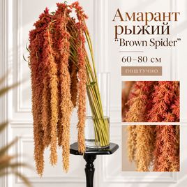 Амарант рыжий «Brown Spider» 60-80 см (поштучно)