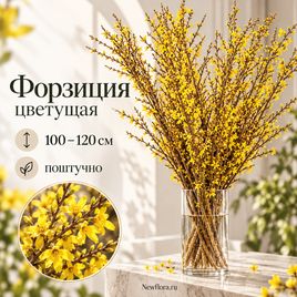 Форзиция цветущая 100-120 см (поштучно)