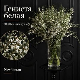 Гениста белая 50-70 см (поштучно)