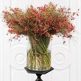 Гениста ягодная «Berries Red» 50-60 см (поштучно)